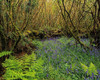 Hazel Coppice And Bluebells In Ireland Poster Print by The Irish Image Collection / Design Pics - Item # VARDPI1798115