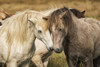 Icelandic horses in their natural setting; Iceland Poster Print by Robert Postma / Design Pics - Item # VARDPI12546906