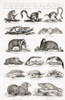 Different Types Of Animals. From An 18th Century Print Poster Print by Ken Welsh / Design Pics - Item # VARDPI12280855