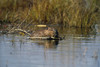 Beaver Gnawing On Branch In Pond Denali Np In Ak Summer Poster Print by Tom Soucek / Design Pics - Item # VARDPI2166749