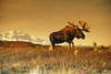 Bull Moose In Front Of Mt.Mckinley Denali Np Interior Ak Poster Print by Tom Soucek / Design Pics - Item # VARDPI2166847