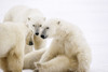 Polar Bears Playing Cape Churchill Manitoba Winter Portrait Poster Print by Tom Soucek / Design Pics - Item # VARDPI2170387