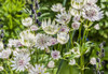 Pink, green and white Astrantia flowers in bloom; England Poster Print by Carol McKay / Design Pics - Item # VARDPI12539371