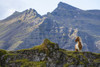 Icelandic horse in the rugged landscape of Iceland; Iceland Poster Print by Robert Postma / Design Pics - Item # VARDPI12546869