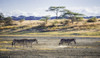 Zebras Walking Across The Dusty Plains Of The Serengeti; Tanzania Poster Print by Cathy Hart / Design Pics - Item # VARDPI2427991