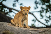 Lion cub (Panthera leo) sits on rock by tree, Serengeti; Tanzania Poster Print by Nick Dale / Design Pics - Item # VARDPI12556229