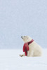 Composite: Polar Bear With Red Scarf Sitting In A Snowstorm Poster Print by Composite Image / Design Pics - Item # VARDPI12319419