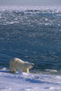 Polar Bear On Shoreline Hudon Bay Churchill Canada Manitoba Winter Poster Print by Tom Soucek / Design Pics - Item # VARDPI2170412