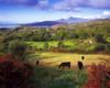 Glengarriff, Beara Peninsula, County Cork, Ireland Poster Print by The Irish Image Collection / Design Pics - Item # VARDPI1797969
