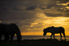 Silhouette of Icelandic horses at sunset, near Hofsos; Iceland Poster Print by Robert Postma / Design Pics - Item # VARDPI12531046