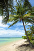 Palm Trees On Anini Beach; Kauai, Hawaii, United States Of America Poster Print by Kicka Witte / Design Pics - Item # VARDPI2373733