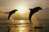 Bottlenose Dolphins Jumping @ Sunset Backlit Carribbean Sea Honduras Poster Print by Tom Soucek / Design Pics - Item # VARDPI2282683