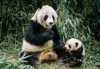 Giant Panda Mother & Cub Wolong Panda Preserve Sichuan Province China Poster Print by Tom Soucek / Design Pics - Item # VARDPI2288349