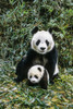 Giant Panda Mother & Cub Wolong Panda Preserve Sichuan Province China Poster Print by Tom Soucek / Design Pics - Item # VARDPI2288347