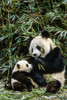 Giant Panda Mother & Cub Wolong Panda Preserve Sichuan Province China Poster Print by Tom Soucek / Design Pics - Item # VARDPI2288339