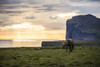 Icelandic horse walking along the ocean at sunset; Hofsos, Iceland Poster Print by Robert Postma / Design Pics - Item # VARDPI12530936