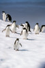 Adelie Penguins Standing On Iceberg In South Atlantic Antarctica Summer Poster Print by Tom Soucek / Design Pics - Item # VARDPI2170459