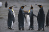 Group Of King Penguins Standing Together South Georgia Island Antarctic Poster Print by Tom Soucek / Design Pics - Item # VARDPI2112398