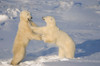 Polar Bears Wrestling And Play Fighting At Churchill, Manitoba, Canada. Poster Print by Tom Soucek / Design Pics - Item # VARDPI2112380 Polar Bears Wrestling And Play Fighting At Churchill, Manitoba, Canada. Poster Print by Tom Soucek / Design Pics - Item # VARDPI2112380