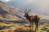 Red Deer (Cervus Elaphus) standing proud in a Scottish glen; Scotland Poster Print by Carol McKay / Design Pics - Item # VARDPI12520934