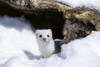 Short-tailed weasel (Mustela erminea) under a rock in the snow in winter Poster Print by Tom Soucek / Design Pics - Item # VARDPI2170445