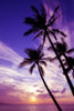 Palm trees at sunset; Wailea, Maui, Hawaii, United States of America Poster Print by Ron Dahlquist / Design Pics - Item # VARDPI12523352