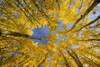 Autumn coloured aspen trees, Birds Hill Provincial Park; Manitoba, Canada Poster Print by Dave Reede / Design Pics - Item # VARDPI12554115