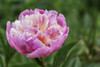Pink and cream Peony flowerhead against a green backdrop; United Kingdom Poster Print by Carol McKay / Design Pics - Item # VARDPI12520947