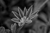Lupine leaves with dew drops in black and white; United States of America Poster Print by Doug Ogden / Design Pics - Item # VARDPI12520815