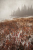 Northern Autumn Landscape In Fog And Ice; Thunder Bay, Ontario, Canada Poster Print by Susan Dykstra / Design Pics - Item # VARDPI12316973