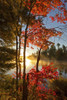 Red Maple And Early Morning Mist On Pond; Waverley, Nova Scotia, Canada Poster Print by Irwin Barrett / Design Pics - Item # VARDPI12327320