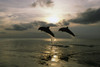 Pair Of Bottle Nose Dolphins Jumping @ Sunset Roatan Honduras Summer Backlit Poster Print by Tom Soucek / Design Pics - Item # VARDPI2318379