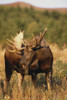 Bull Moose Grazing On Hillside Chugach State Park Southcentral Alaska Autumn Poster Print by Tom Soucek / Design Pics - Item # VARDPI2170341