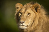 Close-up of male lion (Panthera leo) head and shoulders, Serengeti; Tanzania Poster Print by Nick Dale / Design Pics - Item # VARDPI12556203