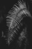 Black and white image of a fern leaf; Vancouver, British Columbia, Canada Poster Print by Melody Davis / Design Pics - Item # VARDPI12451515
