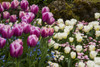 Close-Up Of Flowers At Butchart Gardens; Victoria, British Columbia, Canada Poster Print by Cathy Hart / Design Pics - Item # VARDPI12327419