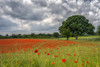 Aydon Castle poppy field in full bloom; Corbridge, Northumberland, England Poster Print by Philip Payne / Design Pics - Item # VARDPI12554196