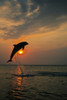 Bottle Nose Dolphin Jumping @ Sunset Roatan Honduras Summer Backlit Silhouette Poster Print by Tom Soucek / Design Pics - Item # VARDPI2166759