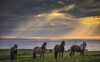 Icelandic horses standing in a row on the shore at sunset; Hofsos, Iceland Poster Print by Robert Postma / Design Pics - Item # VARDPI12530935