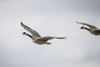 Flying Canadian Geese (Branta canadensis); Val Marie, Saskatchewan, Canada Poster Print by Robert Postma / Design Pics - Item # VARDPI12512214