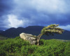 Killary Harbour, Co Galway, Ireland; A Windswept Tree On A Hill Poster Print by The Irish Image Collection / Design Pics - Item # VARDPI1809121