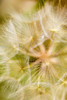 Extreme close-up of a dandelion seed head; Naramata, British Columbia, Canada Poster Print by Lorna Rande / Design Pics - Item # VARDPI12513678