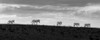 Five zebras walking in a row at sunset; Sossusvlei, Hardap Region, Namibia Poster Print by Aaron Von Hagen / Design Pics - Item # VARDPI12515170