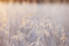 Frosty Tall Grasses, Kachemak Bay; Homer, Alaska, United States Of America Poster Print by Scott Dickerson / Design Pics - Item # VARDPI12329018