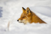 Red fox (Vulpes vulpes) alert in the snow; Alaska, United States of America Poster Print by Doug Lindstrand / Design Pics - Item # VARDPI12553906