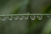 Rain Drops Cling To A Grass Stem; Astoria, Oregon, United States Of America Poster Print by Robert L. Potts / Design Pics - Item # VARDPI12330740