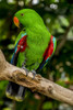 Electus Parrot At Victoria Butterfly Gardens; Victoria, British Columbia, Canada Poster Print by Cathy Hart / Design Pics - Item # VARDPI12327428