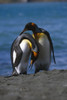 Pair Of King Penguins Preening Each Others Feathers South Georgia Island Antarctic Poster Print by Tom Soucek / Design Pics - Item # VARDPI2170503