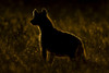 Rimlit spotted hyena (Crocuta crocuta) standing in long grass, Serengeti; Tanzania Poster Print by Nick Dale / Design Pics - Item # VARDPI12556233