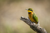Little bee-eater (Merops pusillus) on dead branch facing left, Serengeti; Tanzania Poster Print by Nick Dale / Design Pics - Item # VARDPI12556230